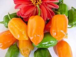 Chile Habanero (Agricultura), en Colonia Yucatan, YUCATAN